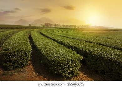 Tea plantation landscape at sunset 