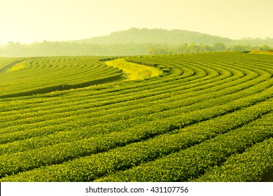 Tea Plantation Landscape Sunset