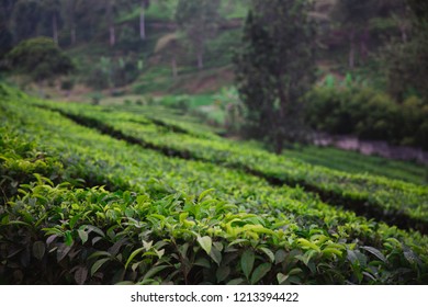 Tea Plantation In Lembang, West Java Of Indonesia 