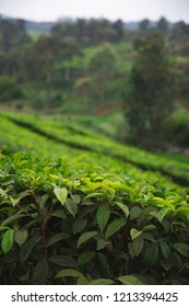 Tea Plantation In Lembang, West Java Of Indonesia 