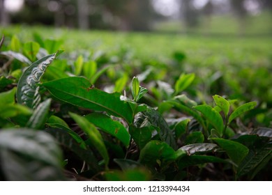 Tea Plantation In Lembang, West Java Of Indonesia 