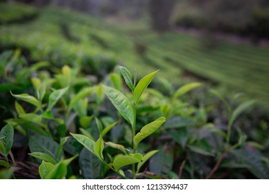 Tea Plantation In Lembang, West Java Of Indonesia 