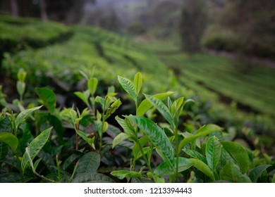 Tea Plantation In Lembang, West Java Of Indonesia 