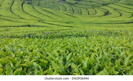 Tea Plantation In Lembang, West Java