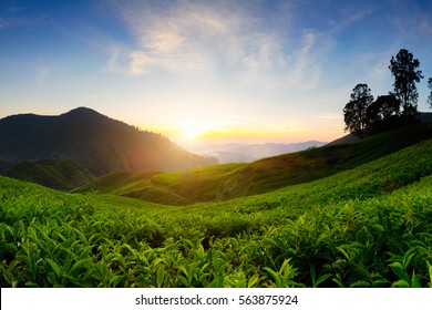 Tea Plantation In The Morning, Cameron Highlands, Malaysia