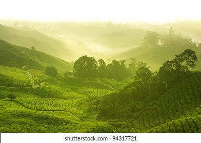 Tea plantation in  morning view, cameron highland malaysia - Powered by Shutterstock