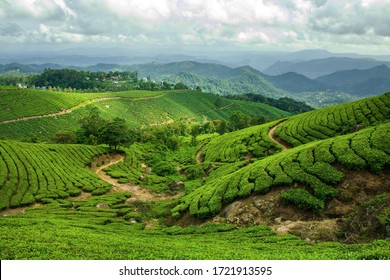 The Tea Plantation Of Munnar