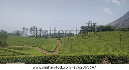 Tea plantation in munnar . Beauty of munnar . Beauty of Idukki. Tea plantation with sky view. Munnar hillstation. munnar also called as Kashmir of South India.