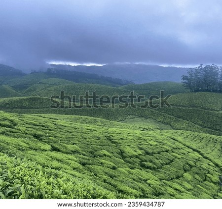 Tea Plantation in Munnar Hillstation