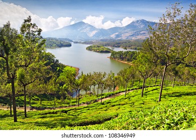 Tea Plantation In Munnar, India