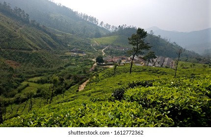 82 Kanan devan tea plantations Images, Stock Photos & Vectors ...