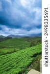 Tea plantation of Munnar, Kerala with cloudy blue sky.