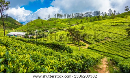 Tea plantation near Haputale. Sri Lanka.