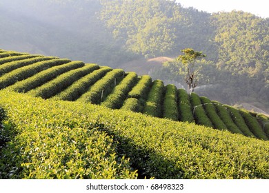 Tea Plantation ,North Of Thailand