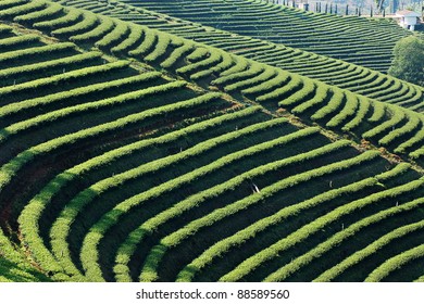  Tea  Plantation On Hill In Thailand