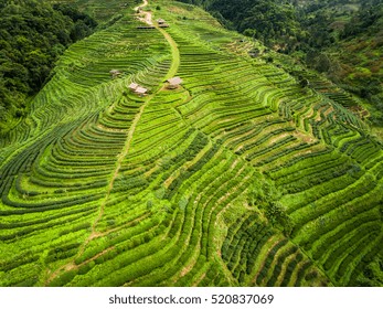 Tea Plantation On The Mountain From Aerial View.