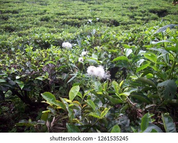 Tea Plantation In Puncak Pass, Indonesia