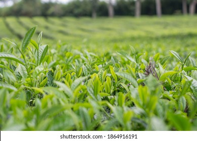 A Tea Plantation At Sukawana Lembang. Bandung West Java