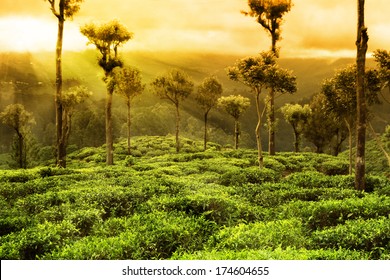 Tea Plantation Sunset Landscape