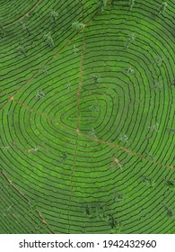 Tea Plantation From Top View Appears Like Fingerprint