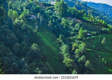 Tea Plantation In Trabzon, TURKEY