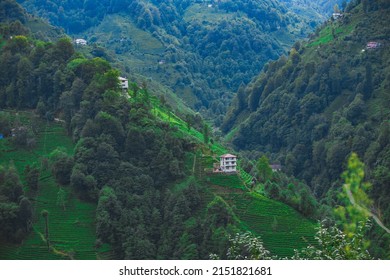 Tea Plantation In Trabzon, TURKEY