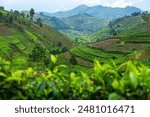 Tea plantation in Uganda mountains