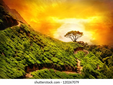 Tea plantation valley at dramatic orange sunset sky in Munnar, Kerala, India - Powered by Shutterstock