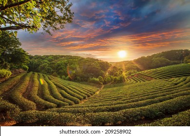 Tea plantation valley at dramatic pink sunset sky in Taiwan for adv or others purpose use - Powered by Shutterstock