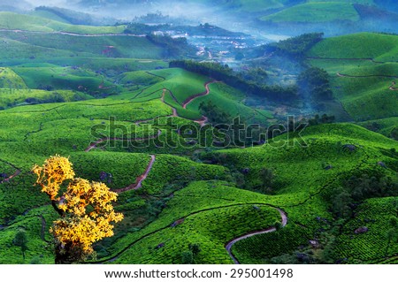 Tea plantation valley with fog early in the morning at sunrise. Munnar. Kerala. India