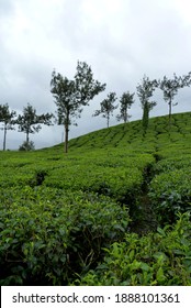 Tea Plantation In Wayanad District Of Kerala, India