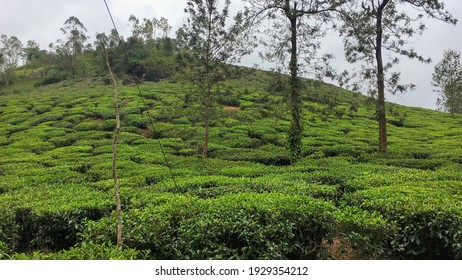 Tea Plantation In Wayanad District Of Kerala