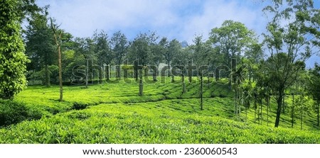 Tea plantation in wayanad, kerala, India