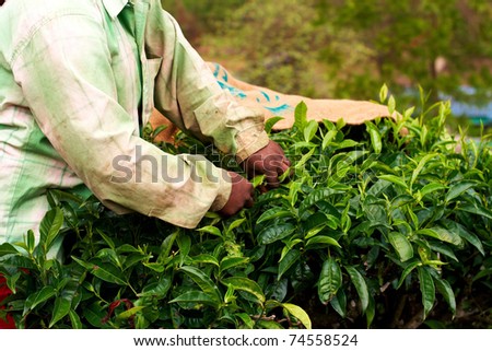 Tea plantation worker. Woman picking tea leaves in a tea plantation.