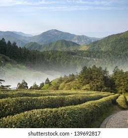 Tea Plantation In Zhejiang Province, China