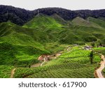 Tea Plantations