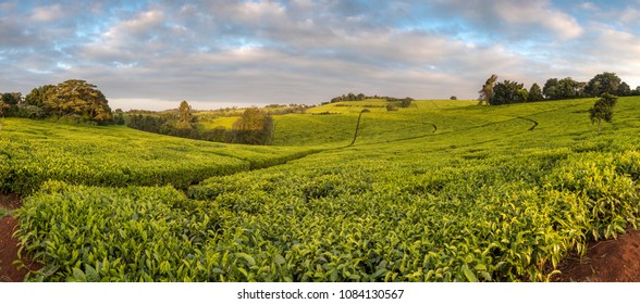 Tea Plantation Kenya High Res Stock Images Shutterstock