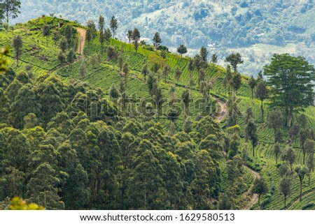 Tea plantations around Lipton's Seat / Haputale, Sri Lanka.