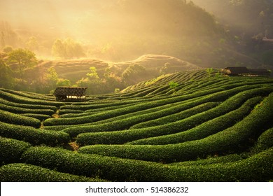 The tea plantations background , Tea plantations in morning light - Shutterstock ID 514386232