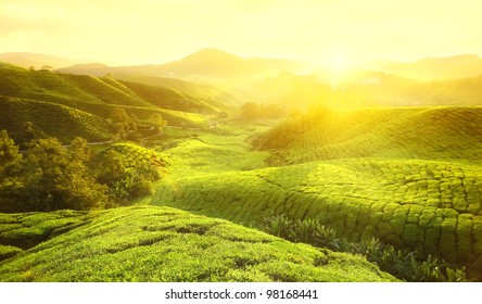 Tea Plantations at Cameron Highlands Malaysia. Sunrise in early morning with fog. - Powered by Shutterstock