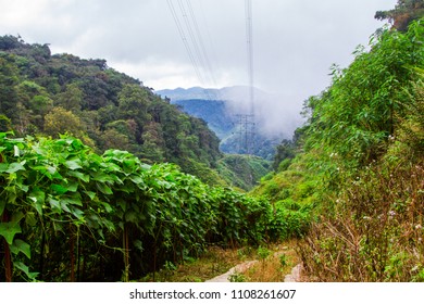 Tea plantations, Cameron Highlands, Pahang, Malaysia - Shutterstock ID 1108261607