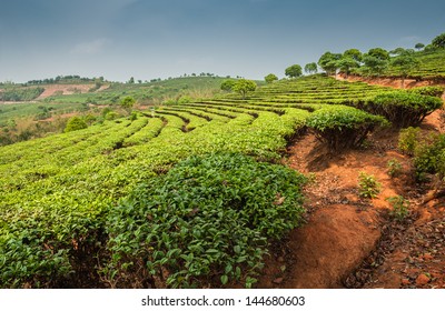 Tea plantations of Dadugangxiang village in vicinities of city Sishuanbanna