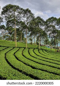 Tea Plantations In The Dieng Plateau