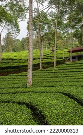 Tea Plantations In The Dieng Plateau