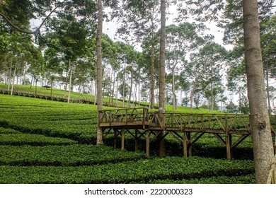 Tea Plantations In The Dieng Plateau