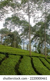 Tea Plantations In The Dieng Plateau