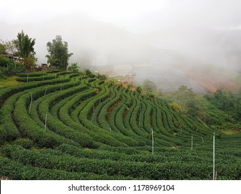 

Tea plantations and fog - Shutterstock ID 1178969104