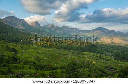 Tea Plantations in the hills