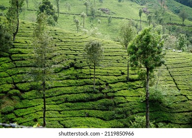 Tea Plantations Of Kannan Devan Hills