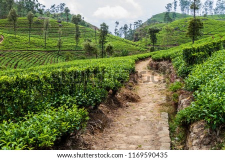 Tea plantations in mountains near Haputale, Sri Lanka